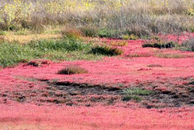 SEQUIM PRAIRIE - SALT GRASS IN COLOR (2).JPG