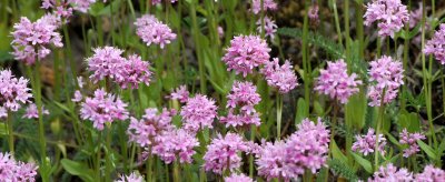 VALERIANACEAE - PLECTRITUS CONGESTA - SEA BLUSH - SEQUIM PRAIRIE WA (5).JPG