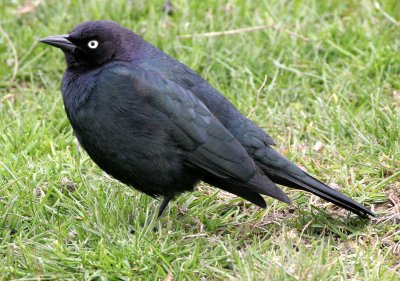 BIRD - BLACKBIRD - BREWERS BLACKBIRD - SEQUIM WA A.jpg