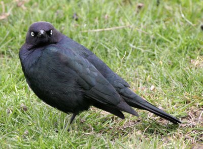 BIRD - BLACKBIRD - BREWERS BLACKBIRD - SEQUIM WA.jpg