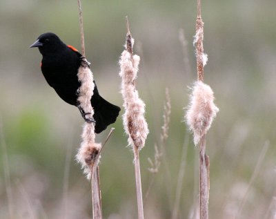 BIRD - BLACKBIRD - RED-WINGED BLACKBIRD - JAMESTOWN WA (3).JPG