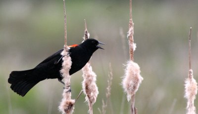 BIRD - BLACKBIRD - RED-WINGED BLACKBIRD - JAMESTOWN WA (8).JPG