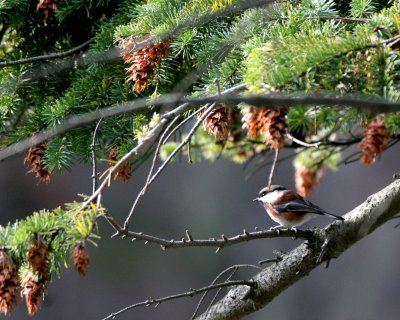 BIRD - CHICKADEE - CHESTNUT-BACKED - LAKE FARM H.jpg