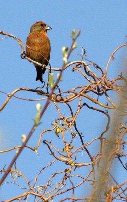 BIRD - CROSSBILL - RED CROSSBILL - LAKE FARM WOODS WA (2).JPG