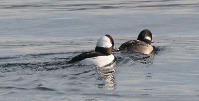 BIRD - DUCK - BUFFLEHEAD OP.jpg