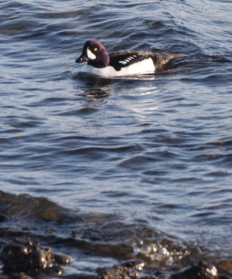 BIRD - DUCK - GOLDENEYE - BARROW'S GOLDENEYE - PA HARBOR WA (9).JPG