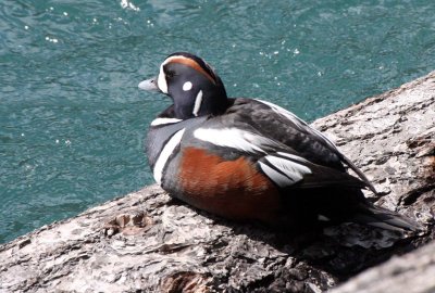 BIRD - DUCK - HARLEQUIN DUCK - ELWHA VALLEY - KROUSE'S BOTTOM - RIVER TERRITORY  (7).JPG