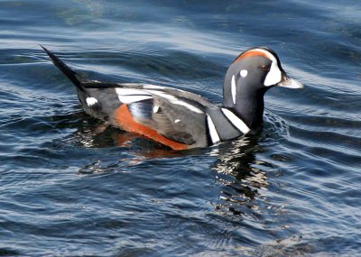 BIRD - DUCK - HARLEQUIN DUCK - SALT CREEK TONGUE POINT (32).jpg