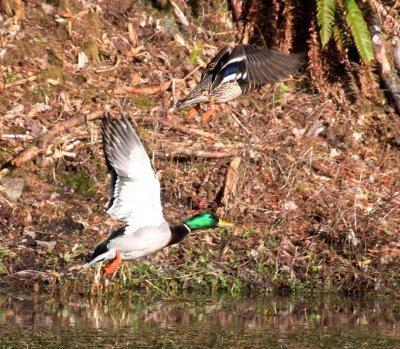 BIRD - DUCK - MALLARD - HOH RAINFOREST WA (3).JPG