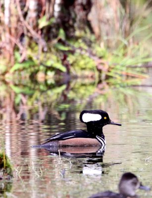 BIRD - DUCK - MERGANSER - HOODED MERGANSER - HOH RAINFOREST WA (7).jpg