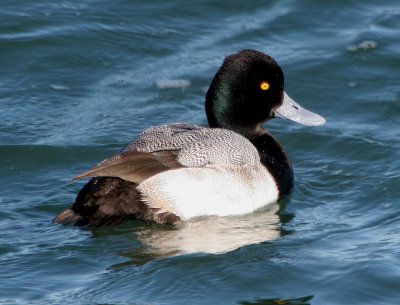 BIRD - DUCK - SCAUP - LESSER SCAUP - PA HARBOR (5).jpg