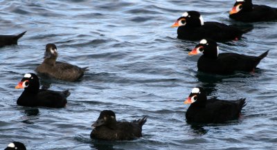 BIRD - DUCK - SCOTER - SURF - PA HARBOR (18).jpg