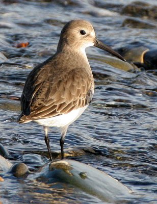 BIRD - DUNLIN - PA HARBOR (7).jpg