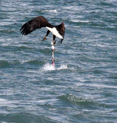 BIRD - EAGLE - BALD EAGLE - FISHING HUMBOLT SQUID - SEQUIM BAY WA (28).JPG