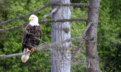 BIRD - EAGLE - BALD EAGLE - LAKE FARM BLUFFS (140).JPG