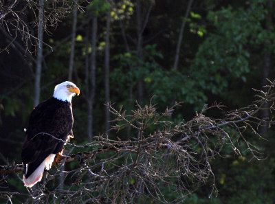 BIRD - EAGLE - BALD EAGLE - LAKE FARM BLUFFS (78).JPG