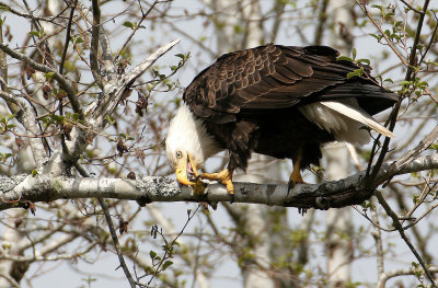 BIRD - EAGLE - BALD EAGLE - OP (31).jpg