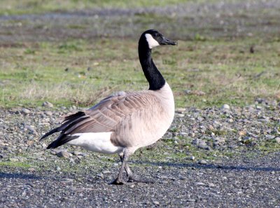 BIRD - GOOSE - CANADA GOOSE -  PA HARBOR WA.JPG