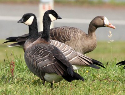 BIRD - GOOSE - CANADA GOOSE - DUSKY FORM - STRAIT OF JUAN DE FUCA  (2).JPG