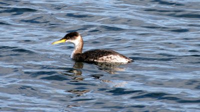 BIRD - GREBE - RED-NECKED - PA HARBOR.jpg