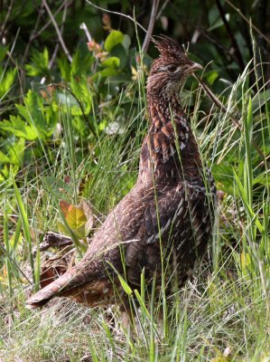 BIRD - GROUSE - ROUGHED GROUSE - DUNCAN MEMORIAL CEDAR TREE ROAD - WEST END OF ONP WA (12).JPG