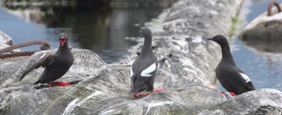 BIRD - GUILLEMOT - PIGEON GUILLEMOT - PORT ANGELES HARBOR WA (46).JPG