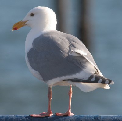 BIRD - GULL - GLAUCOUS WINGED (6).jpg