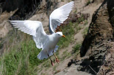 BIRD - GULL - GLAUCOUS WINGED GULL - DUNGENESS SPIT WILDLIFE RESERVE WA (25).JPG
