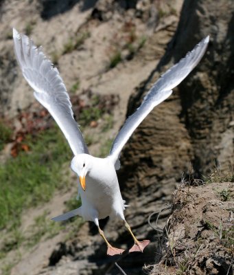 BIRD - GULL - GLAUCOUS WINGED GULL - DUNGENESS SPIT WILDLIFE RESERVE WA (27).JPG