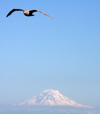 BIRD - GULL - GLAUCOUS-WINGED GULL - PUGET SOUND NEAR SEATTLE.JPG