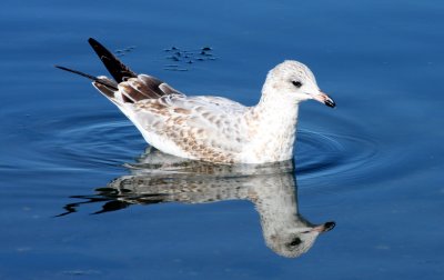 BIRD - GULL - WESTERN GULL - SECOND WINTER FORM - SEQUIM BAY (2).JPG