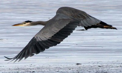 BIRD - HERON - GREAT BLUE - THREE CRABS (21).jpg