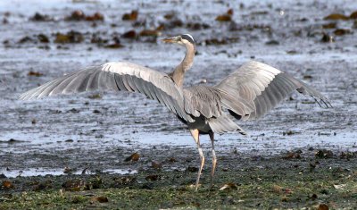 BIRD - HERON - GREAT BLUE - THREE CRABS (3).jpg