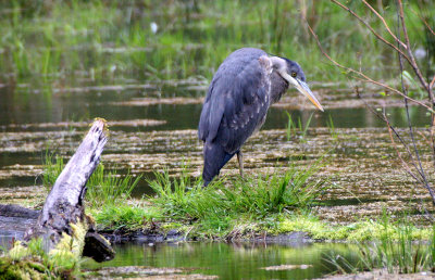 BIRD - HERON - GREAT BLUE HERON - HUNTING IN HOH RIVER WETLAND WA (5).JPG