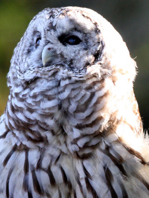 BIRD - OWL - BARRED OWL - WOODLAND PARK WA (2).JPG