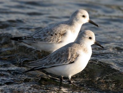 BIRD - SANDERLINGS - EDIZ HOOK PA HARBOR (15).jpg