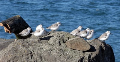 BIRD - SANDERLINGS - EDIZ HOOK PA HARBOR (26).jpg