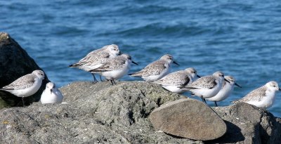 BIRD - SANDERLINGS - EDIZ HOOK PA HARBOR (31).jpg