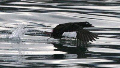 BIRD - SCOTER - BLACK-WINGED - STRAIT OF JUAN DE FUCA WA C.jpg