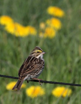 BIRD - SPARROW - SAVANNAH SPARROW - SEQUIM PRAIRIE WA (2).JPG