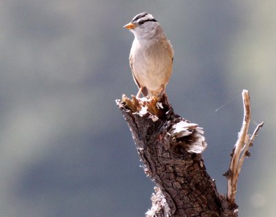 BIRD - SPARROW - WHITE-CROWNED SPARROW - KROUSE'S BOTTOM ELWHA RIVER VALLEY WA.JPG