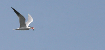 BIRD - TERN - CASPIAN TERN - ELWHA RIVER MOUTH WA (6).JPG