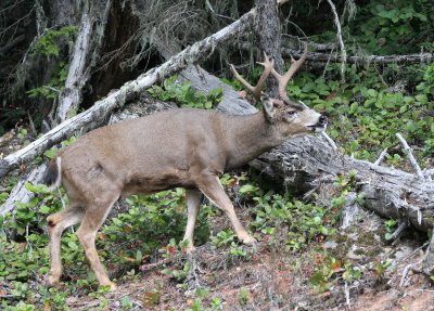 CERVID - DEER - BLACK-TAILED DEER - BUCK - HURRICANE RIDGE ROAD (36).jpg