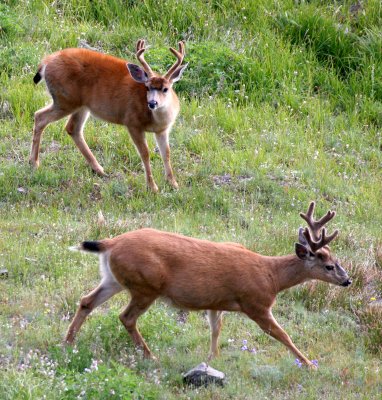 CERVID - DEER - COLUMBIA BLACK-TAILED DEER - OLYMPIC NATIONAL PARK (29).JPG