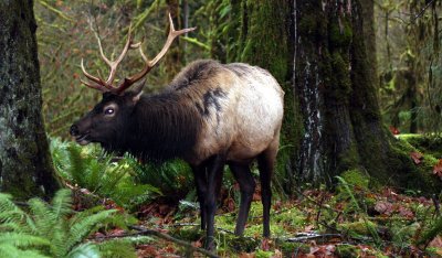 CERVID - ELK - BULL ROOSEVELT ELK - HOH RAINFOREST WA (51).JPG