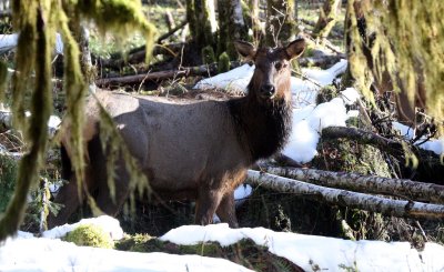 CERVID - ELK- ROOSEVELT ELK - HOH RAINFOREST WA (25).JPG