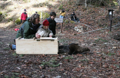 MUSTELID - FISHER RELEASE JAN 2008 - OLYMPIC NATIONAL PARK