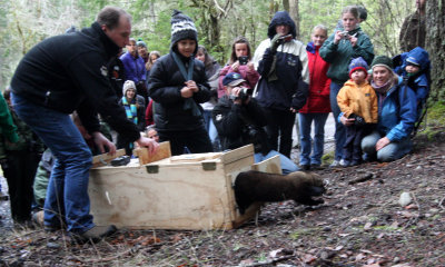 MUSTELID - FISHER - RELEASE ON 21 DECEMBER 2009 AT WISKER BEND TRAIL HEAD AND SOL DUC CAMPGROUND ONP (13).JPG
