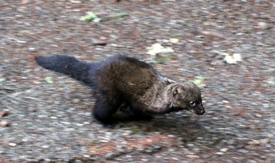 MUSTELID - FISHER - RELEASE ON 21 DECEMBER 2009 AT WISKER BEND TRAIL HEAD AND SOL DUC CAMPGROUND ONP (79).JPG