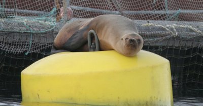 PINNIPED - SEA LION - CALIFORNIA SEA LION - EDIZ HOOK FISH PENS T.jpg